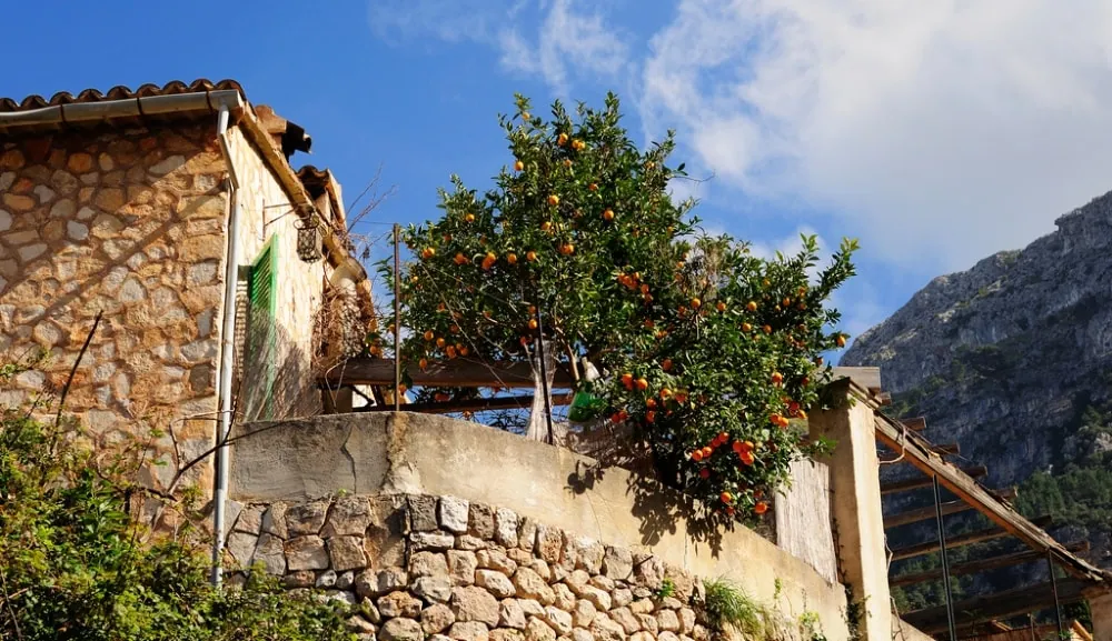 Historic stone village house framed by orange trees in Deià