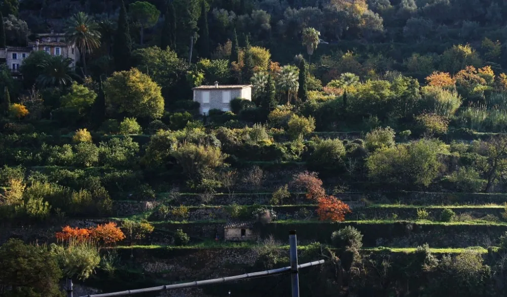 Agricultural stone terraces and olive trees in Deià