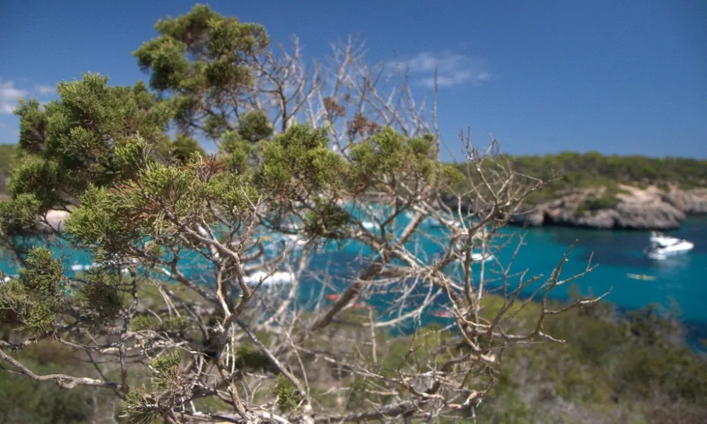 Pine trees and turquoise waters at Mondragó Natural Park, spanning 766 hectares