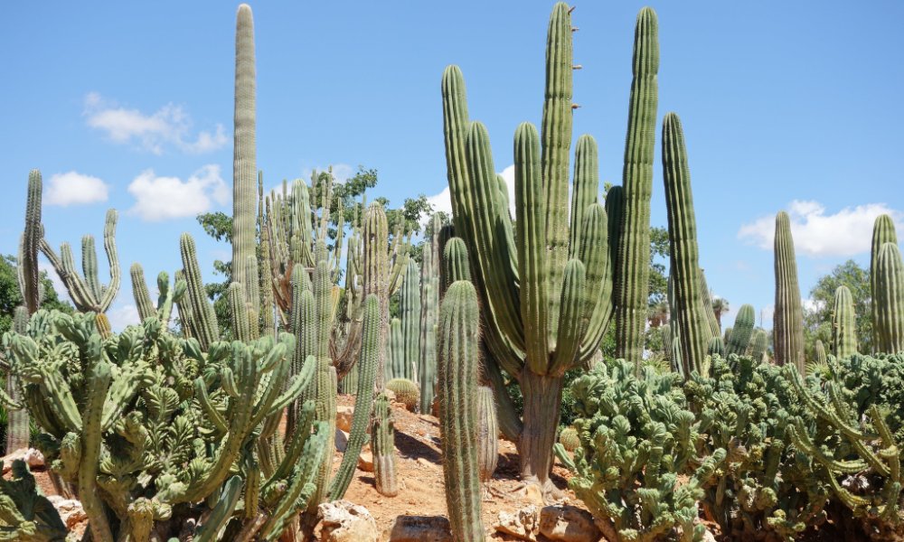 botanical-garden-botanicus-ses-salines-mallorca2