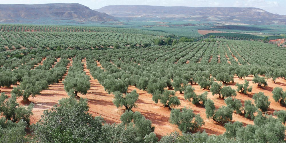 Oliveres a Jaén, Andalusia